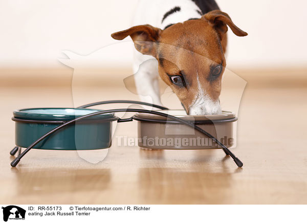 fressender Jack Russell Terrier / eating Jack Russell Terrier / RR-55173