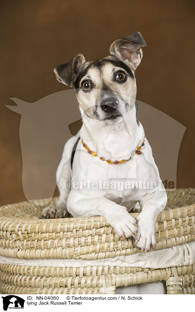 liegender Jack Russell Terrier / lying Jack Russell Terrier / NN-04060