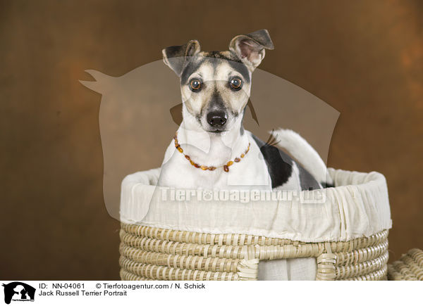 Jack Russell Terrier Portrait / Jack Russell Terrier Portrait / NN-04061