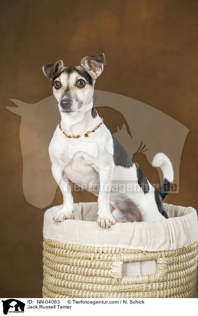 Jack Russell Terrier / Jack Russell Terrier / NN-04063