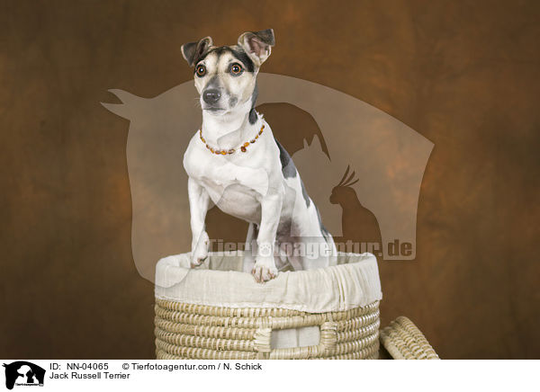 Jack Russell Terrier / Jack Russell Terrier / NN-04065
