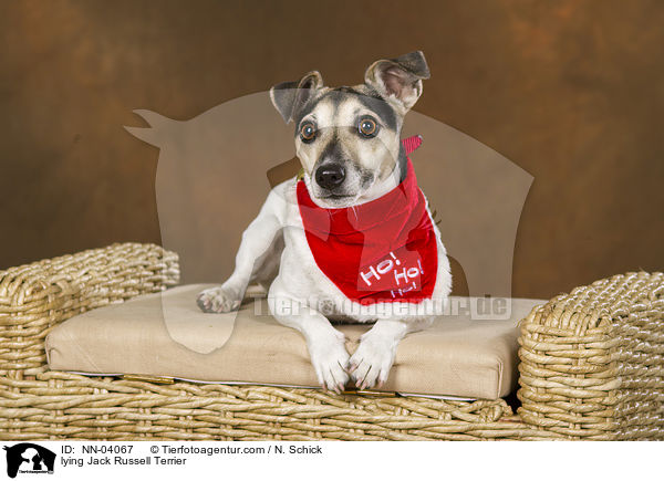 liegender Jack Russell Terrier / lying Jack Russell Terrier / NN-04067