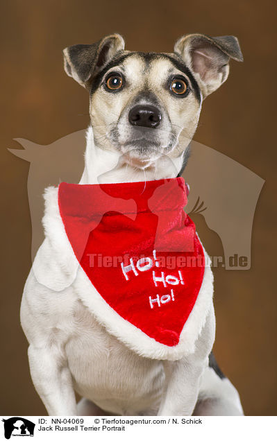 Jack Russell Terrier Portrait / Jack Russell Terrier Portrait / NN-04069