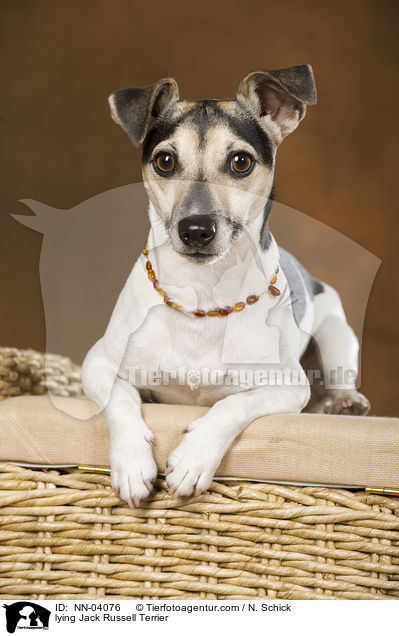 liegender Jack Russell Terrier / lying Jack Russell Terrier / NN-04076