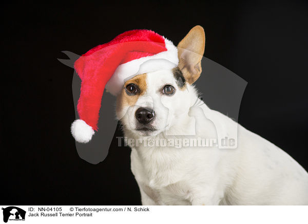 Jack Russell Terrier Portrait / Jack Russell Terrier Portrait / NN-04105