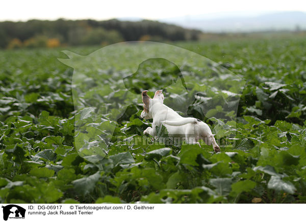 rennender Jack Russell Terrier / running Jack Russell Terrier / DG-06917