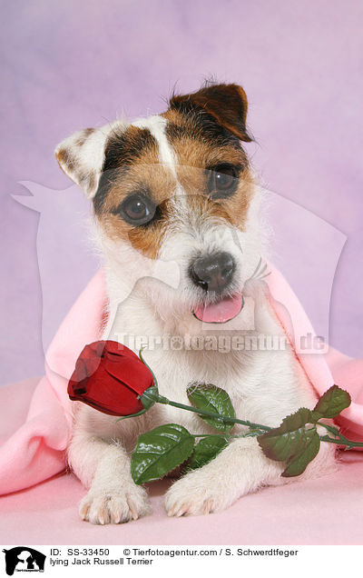 liegender Parson Russell Terrier / lying Parson Russell Terrier / SS-33450