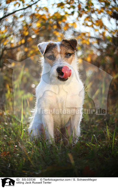 sitzender Parson Russell Terrier / sitting Parson Russell Terrier / SS-33536