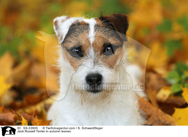 Parson Russell Terrier in Herbstlaub / Parson Russell Terrier in autumn leaves / SS-33600