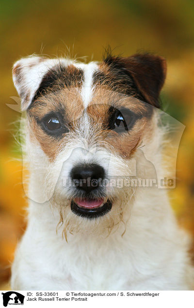 Parson Russell Terrier Portrait / Parson Russell Terrier Portrait / SS-33601