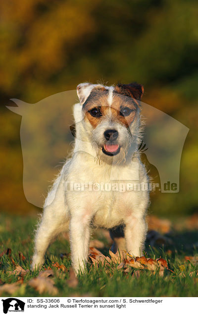 stehender Parson Russell Terrier im Abendlicht / standing Parson Russell Terrier in sunset light / SS-33606