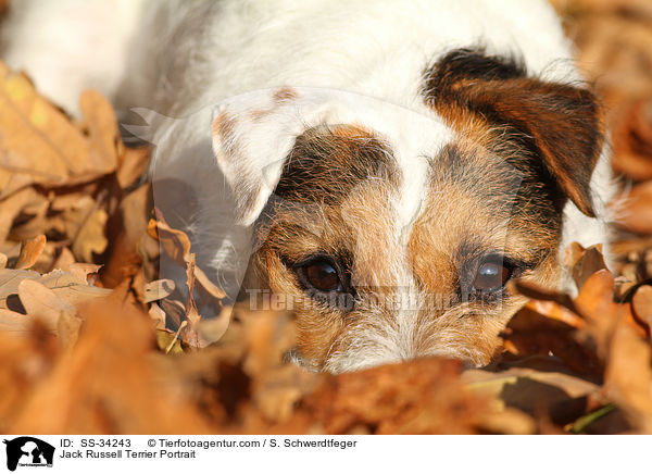 Parson Russell Terrier Portrait / Parson Russell Terrier Portrait / SS-34243
