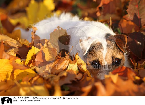 liegender Parson Russell Terrier / lying Parson Russell Terrier / SS-34279