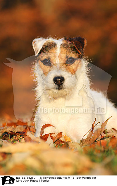 liegender Parson Russell Terrier / lying Parson Russell Terrier / SS-34289