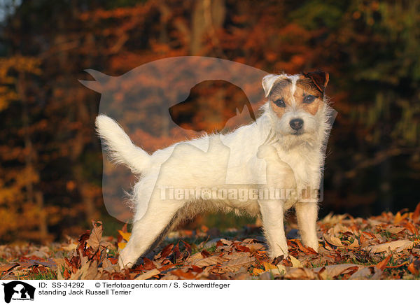stehender Parson Russell Terrier / standing Parson Russell Terrier / SS-34292