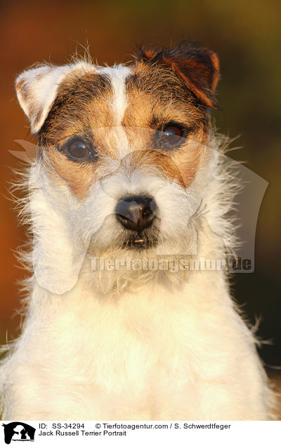 Parson Russell Terrier Portrait / Parson Russell Terrier Portrait / SS-34294