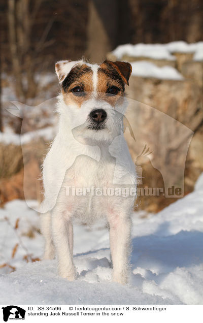 stehender Parson Russell Terrier im Schnee / standing Parson Russell Terrier in the snow / SS-34596