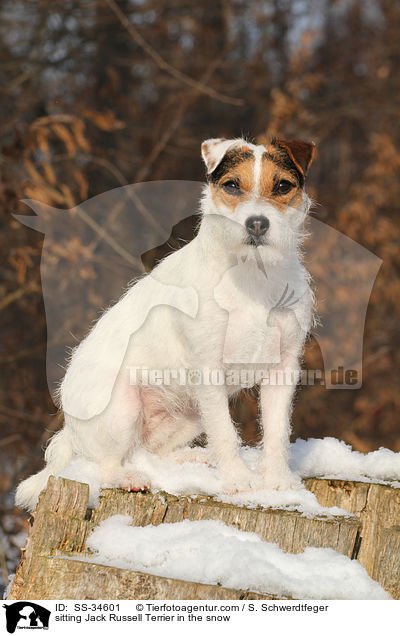 sitzender Parson Russell Terrier im Schnee / sitting Parson Russell Terrier in the snow / SS-34601