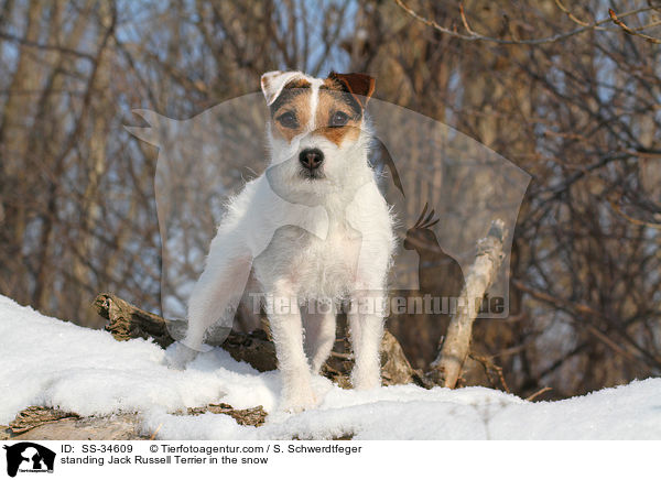 stehender Parson Russell Terrier im Schnee / standing Parson Russell Terrier in the snow / SS-34609