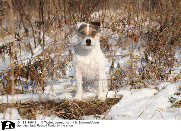 stehender Parson Russell Terrier im Schnee / standing Parson Russell Terrier in the snow / SS-34613
