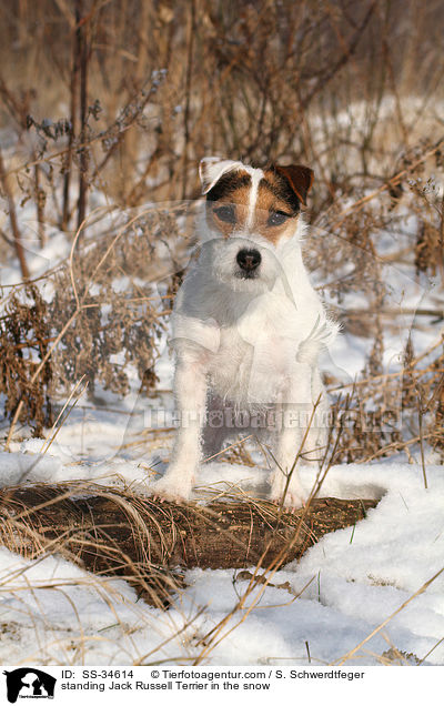 stehender Parson Russell Terrier im Schnee / standing Parson Russell Terrier in the snow / SS-34614