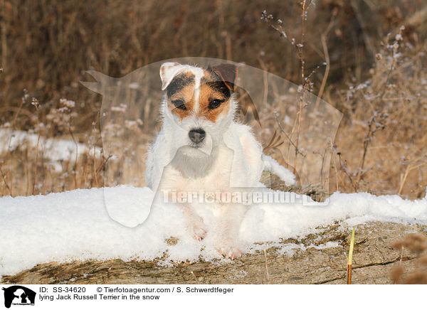 liegender Parson Russell Terrier im Schnee / lying Parson Russell Terrier in the snow / SS-34620