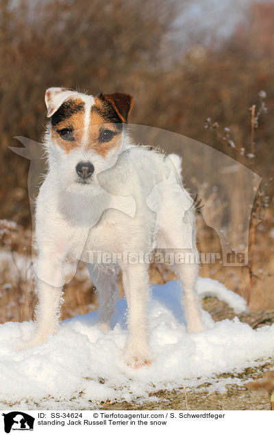 stehender Parson Russell Terrier im Schnee / standing Parson Russell Terrier in the snow / SS-34624