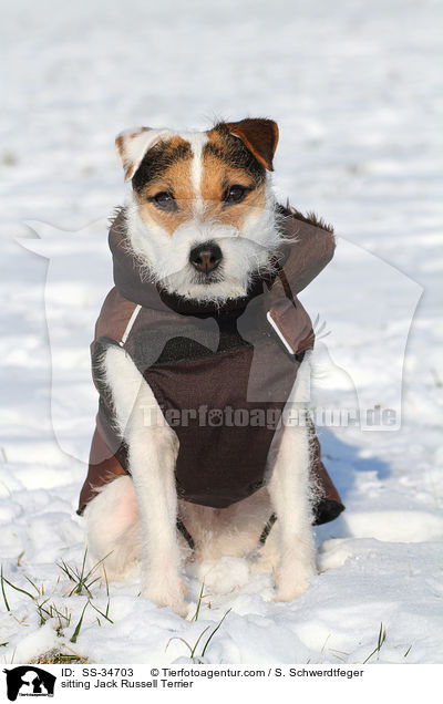 sitzender Parson Russell Terrier / sitting Parson Russell Terrier / SS-34703