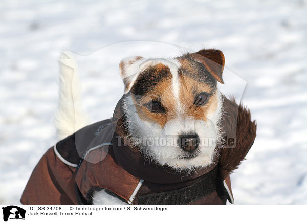 Parson Russell Terrier Portrait / Parson Russell Terrier Portrait / SS-34708