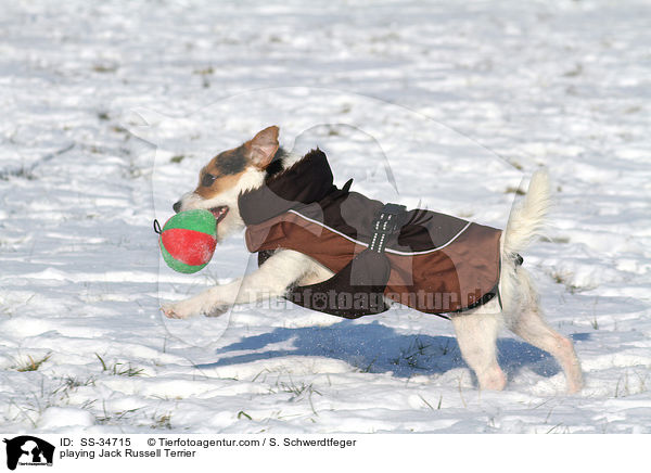 spielender Parson Russell Terrier / playing Parson Russell Terrier / SS-34715