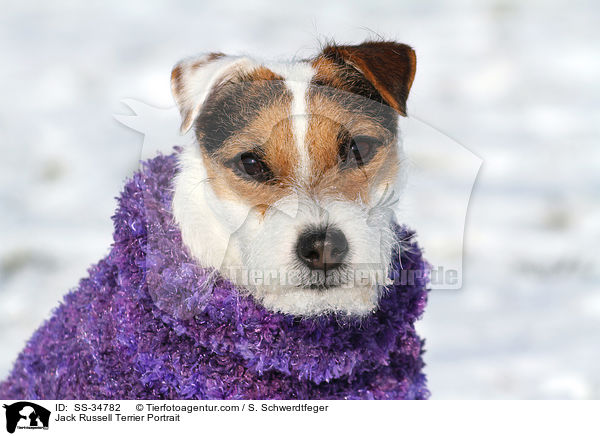 Parson Russell Terrier Portrait / Parson Russell Terrier Portrait / SS-34782