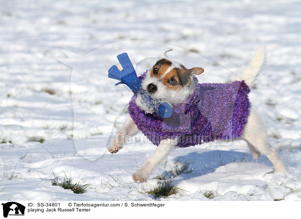 spielender Parson Russell Terrier / playing Parson Russell Terrier / SS-34801