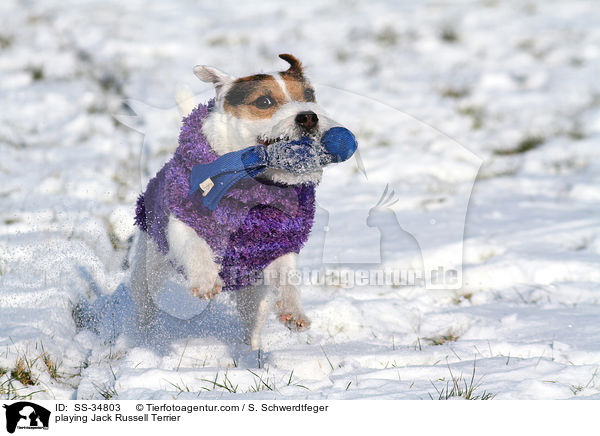 spielender Parson Russell Terrier / playing Parson Russell Terrier / SS-34803