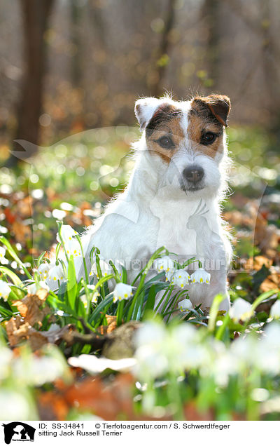 sitzender Parson Russell Terrier / sitting Parson Russell Terrier / SS-34841