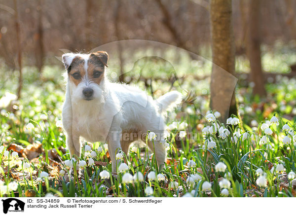 stehender Parson Russell Terrier / standing Parson Russell Terrier / SS-34859