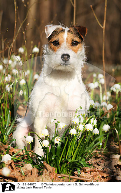 sitzender Parson Russell Terrier / sitting Parson Russell Terrier / SS-34870