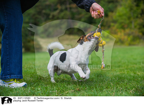 spielender Jack Russell Terrier / playing Jack Russell Terrier / SST-13580