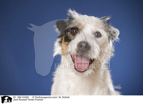 Jack Russell Terrier Portrait / Jack Russell Terrier Portrait / NN-10456