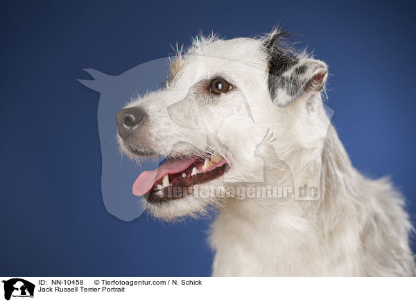 Jack Russell Terrier Portrait / Jack Russell Terrier Portrait / NN-10458