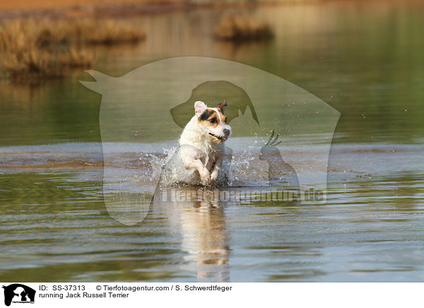 rennender Parson Russell Terrier / running Parson Russell Terrier / SS-37313