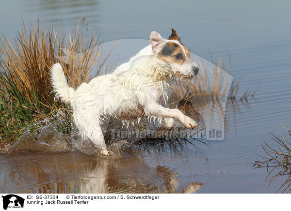 rennender Parson Russell Terrier / running Parson Russell Terrier / SS-37334