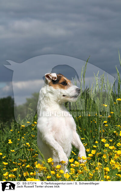Parson Russell Terrier macht Mnnchen / Parson Russell Terrier shows trick / SS-37374