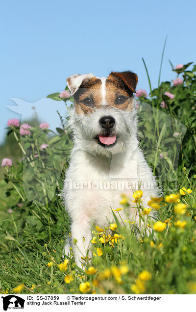 sitzender Parson Russell Terrier / sitting Parson Russell Terrier / SS-37859
