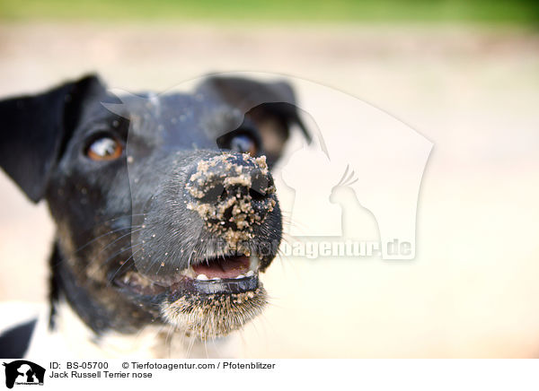 Jack Russell Terrier Nase / Jack Russell Terrier nose / BS-05700