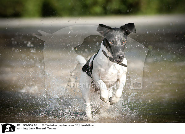running Jack Russell Terrier / BS-05718