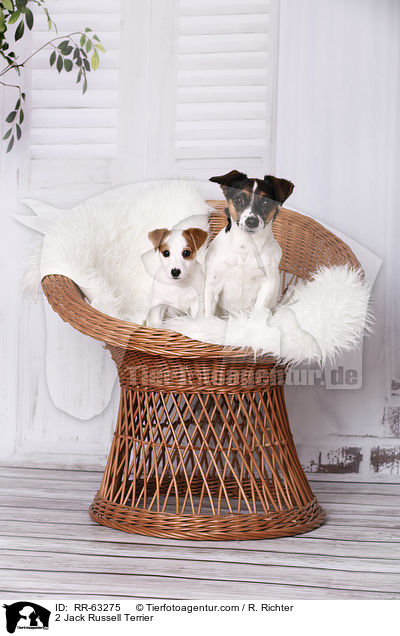 2 Jack Russell Terrier / 2 Jack Russell Terrier / RR-63275