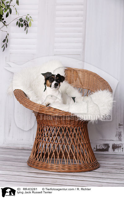 liegender Jack Russell Terrier / lying Jack Russell Terrier / RR-63281