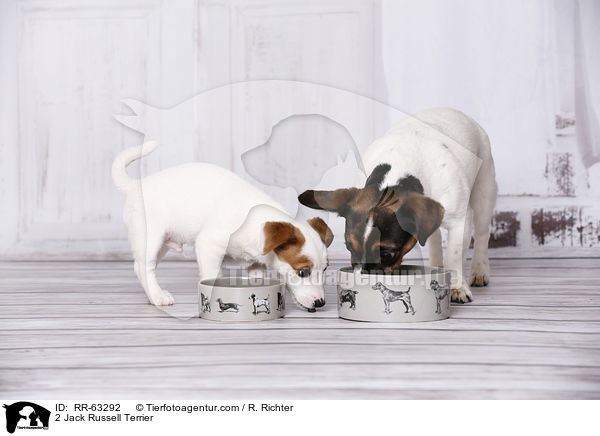 2 Jack Russell Terrier / 2 Jack Russell Terrier / RR-63292