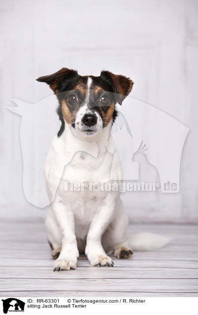 sitzender Jack Russell Terrier / sitting Jack Russell Terrier / RR-63301