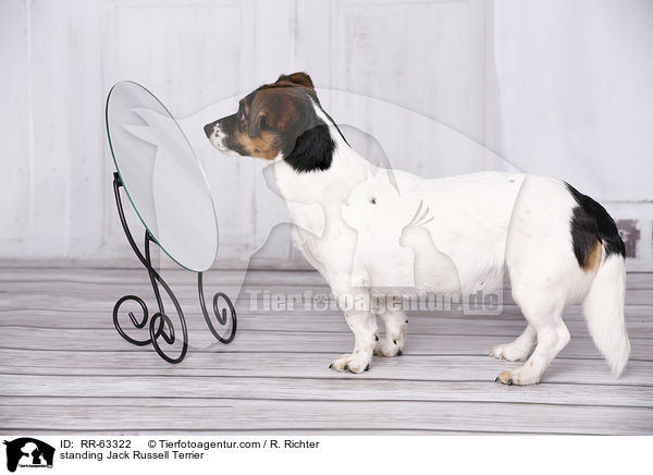 stehender Jack Russell Terrier / standing Jack Russell Terrier / RR-63322